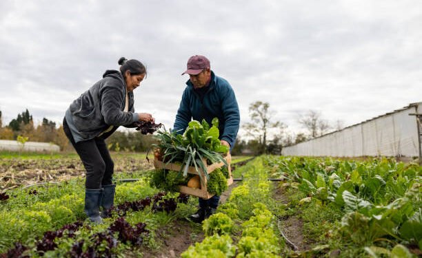 New Zealand Farm Worker Jobs 2026 – High Demand, Visa Options, and Salary Guide